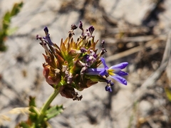 Lobelia comosa