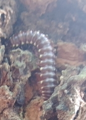 Asiomorpha coarctata