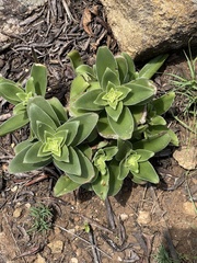 Crassula capitella nodulosa