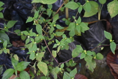 Millerieae