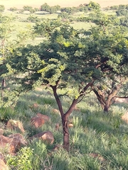 Vachellia nilotica