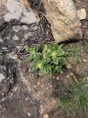 Crassula capitella nodulosa