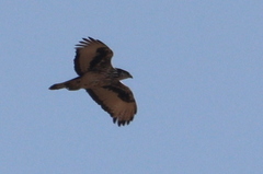 Aquila spilogaster