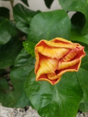 Hibiscus