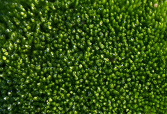 Bryum argenteum