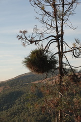 Pinus sabiniana