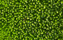 Bryum argenteum