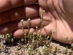 Plagiobothrys leptocladus