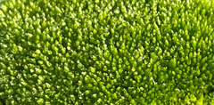 Bryum argenteum
