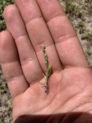 Plagiobothrys leptocladus