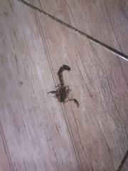 Centruroides bicolor