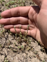 Plagiobothrys leptocladus