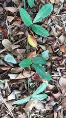 Tetrastigma formosanum