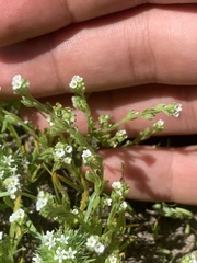 Plagiobothrys leptocladus