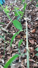 Tetrastigma formosanum