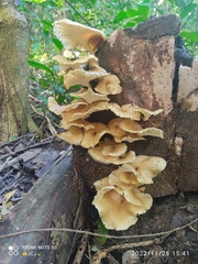 Pleurotus pulmonarius
