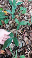 Tetrastigma formosanum