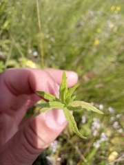 Odontites vulgaris