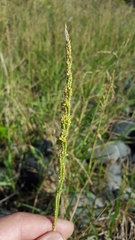 Setaria geminata