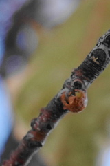 Parthenolecanium corni