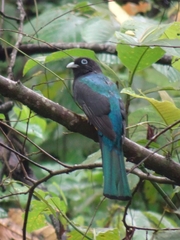 Trogon melanocephalus