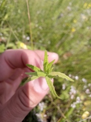 Odontites vulgaris