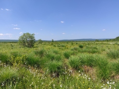 Eriophorum