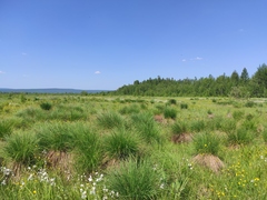 Eriophorum