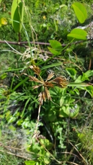 Cyperus polystachyos