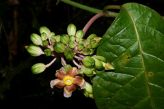 Prestonia portobellensis