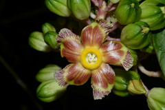 Prestonia portobellensis