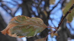 Parthenolecanium corni