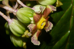 Prestonia portobellensis