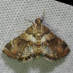 Acentropinae