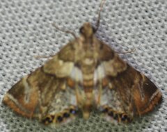 Acentropinae