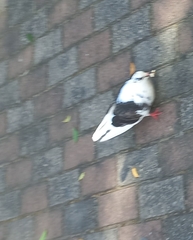 Columba livia domestica