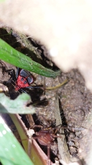 Heteroptera