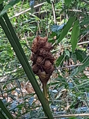 Zingiber spectabile