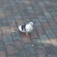Columba livia domestica
