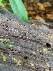 Helicogloea compressa