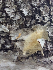 Lymantria dispar