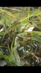Podostemum ceratophyllum