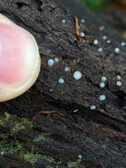 Helicogloea compressa