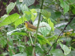Basileuterus delattrii