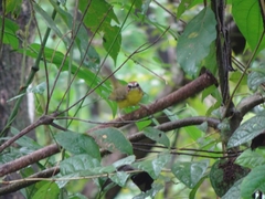 Basileuterus delattrii