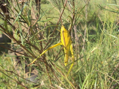 Staleochlora viridicata