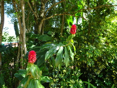 Costus comosus