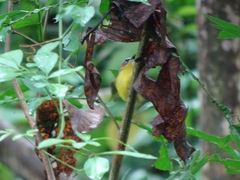 Basileuterus delattrii