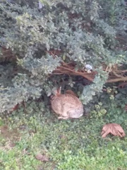 Sylvilagus floridanus