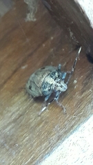 Antiteuchus tripterus